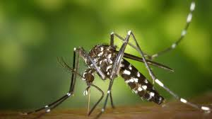 Mosquito Aedes Albopictus.