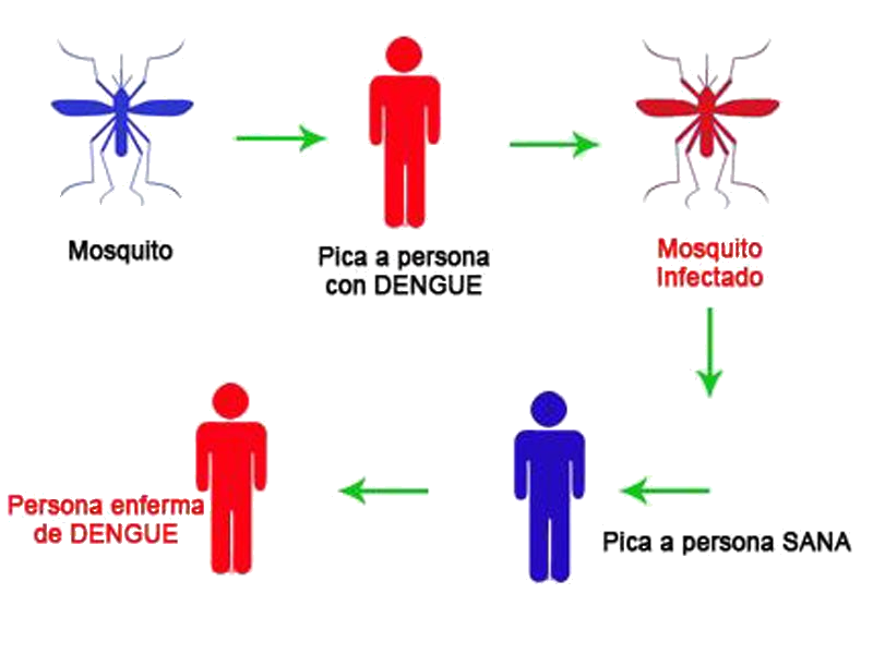 Proceso de transmision de la enfermedad.